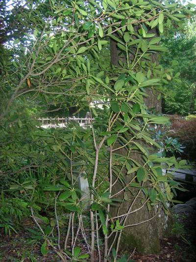 Roseum Elegans Rhododendron